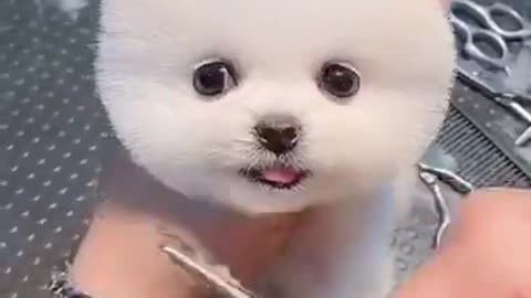 Cute dog hair cut 😍😘😍😍💖🐩🐩🐩