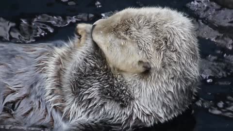 Just an Otter chilling in the Water :D