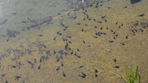 Tadpoles Frog Animal Nature Water Anuran Pond