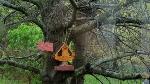 Oriole Birds feeding on grape jelly