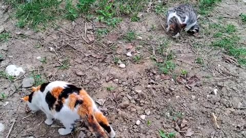 Pregnant Cat and Male Cat