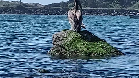 Kayaking in Newport with some Pelicans