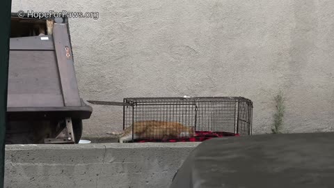 Family of kittens almost thrown into the trash - we got there just in time!