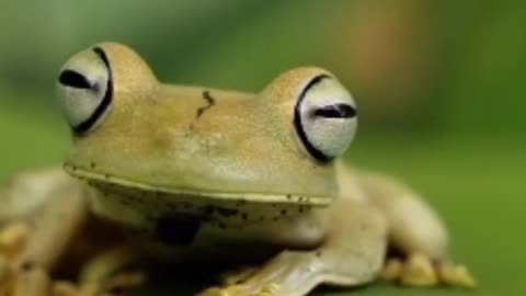 Fun Frog Facts That You DIDN'T Know About!