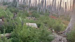 Central Oregon - Mount Jefferson Wilderness - Life coming back after devastating Forest Fire