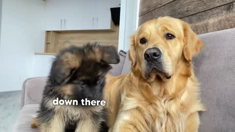 My German Shepherd Puppy Has an Argument with My Dog