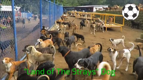 Territorio de Zaguates "Land of The Strays" Dog Rescue Ranch Sanctuary in Costa Rica