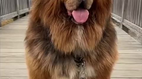 Tibetan mastiff