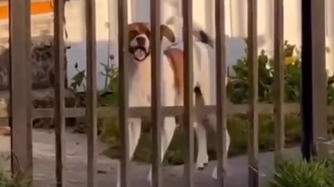 Dancing Greeting Dog