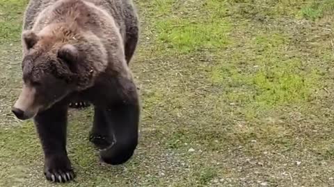 Naughty Mama Bear and Cub Get Shooed Away