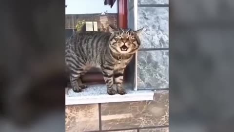 Funnies Cat In The World #1