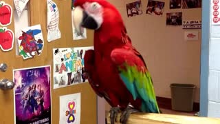 Parrot dancing to Michael Jackson