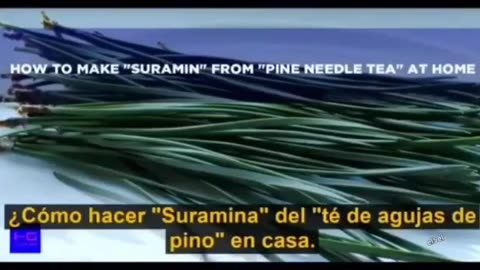 LA SURAMINA PROVENIENTE DEL TE DE AGUJAS DE PINO ES UN EXELENTE ANTIDOTO PARA AYUDAR A LOS VACUNADOS VICTIMAS DE LOS EFECTOS NOCIVOS DE LA VACUNA DEL COVID , A PROTEJERSE DE