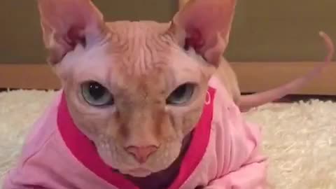 Сanadian Sphynx. Pharaoh.