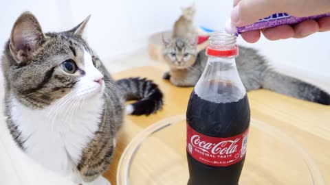 When Kitten Kiki challenges Mentos Cola for the first time!