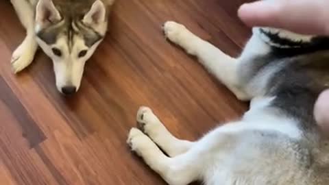 2 Huskies CAUGHT HOLDING PAWS!!!