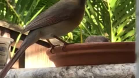 #Back Yard Birds Hawai’i Pretty Girl