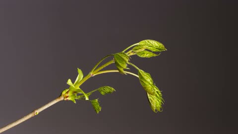 [4K] Time-Lapse Bud Sprouts Flower Leaf footage Videos no copyright NCS-NCV 39 @jasrajparmar7