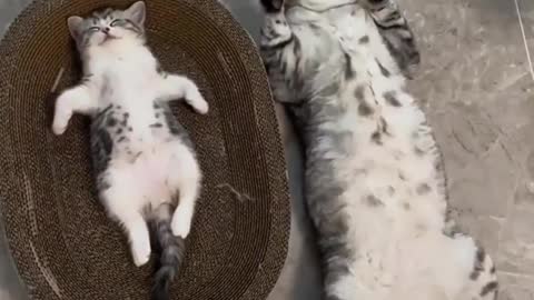 cute cat enjoying his sleep