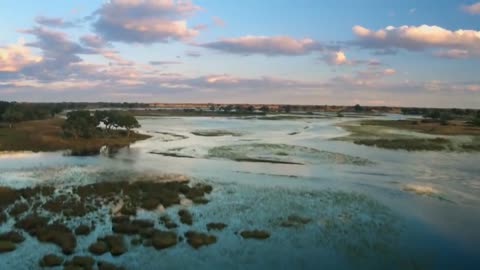 Hippo vs Lion Clan | Natural World | BBC Earth