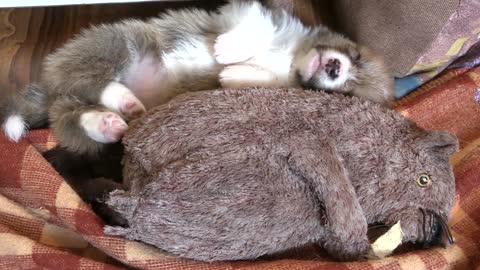 Corgi dog playing and Sleeping Compilation. thisandthatfloridausa.