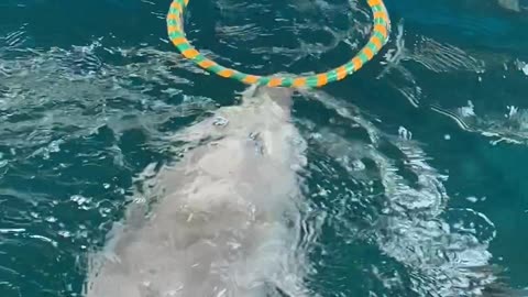 Dolphin Shows Off Hula Hoop Skills