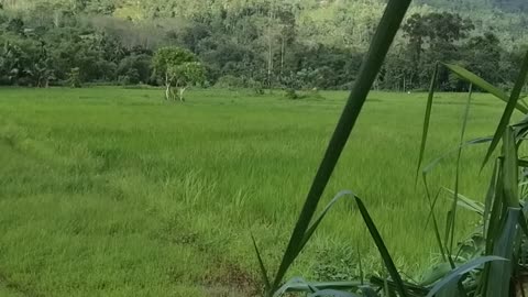 Nature🌿 in Srilanka