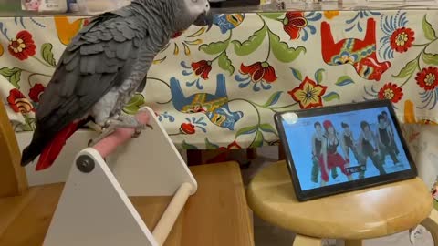 Funny Video - Parrot listen to the music and follow the sexy girls for aerobic dance