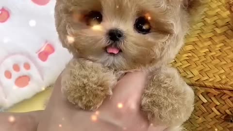 cute baby dog funny video _funnyvideo _dogvideoshorts