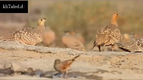 The cockerel's strange way of giving water to its chicks