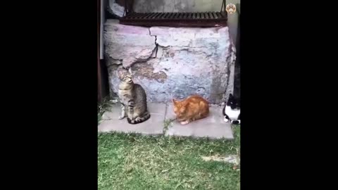 New Funny Animals 😂 Funniest Cats and Dogs Videos 😺🐶