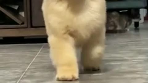 Funny Puppy - Do you think I am Cute?