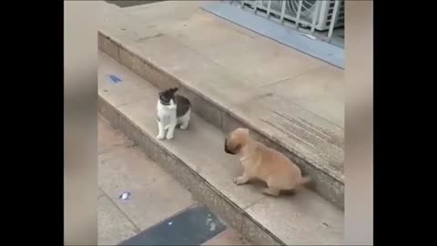 Cat Vs Dog Cute Fight