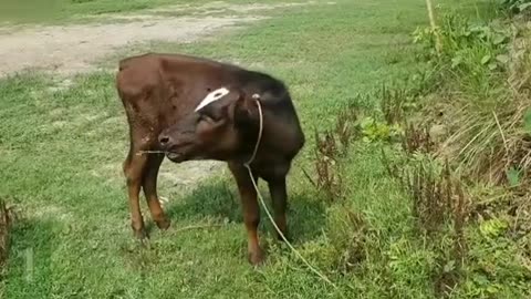 What is this Cow doing? Looks like she's going to die.