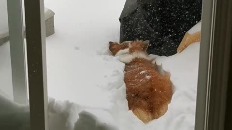 Penny Disapproves of the Snow Being Higher than Her Wee Little Legs…