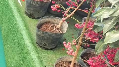 small red fruit tree