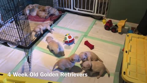 4 week old Golden Retrievers