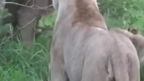 Lions Group Hunting Single Cheetah!!