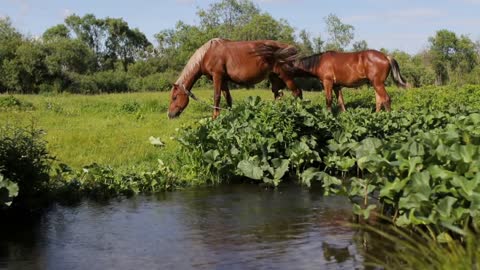 Two horses eating grass on green meadow near river in summer season