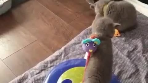 Kittens Adorably Play With Their Toys