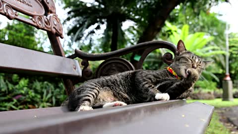 Cat on A Bench | The Cat Itches its body