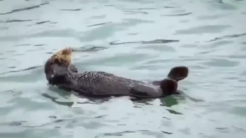 The otter