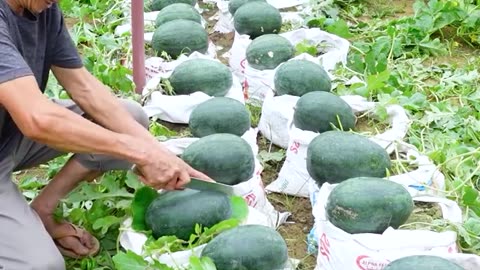 Simple way to grow watermelons at home