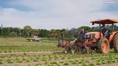 Amazing, Modern Agricultural Technology's Finest Lettuce Growing in the World