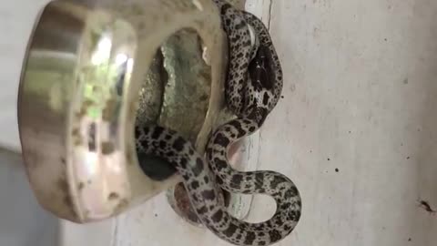 Baby Wolf Snake Hanging Out in Doorway Surprises Man