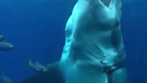 Luring a massive great white shark