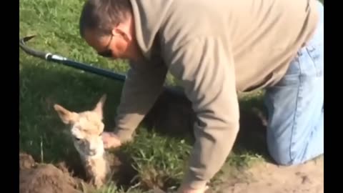 Hero Farmer Rescues Lost Alpaca