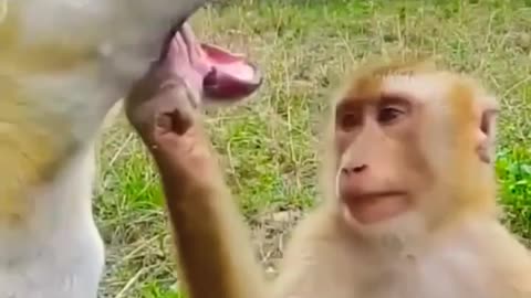 #funnymoments #animals #funny viral video compilation 🤣😂😂