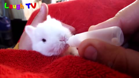 Ultimate A Funny And Cute Bunny Rabbit Videos