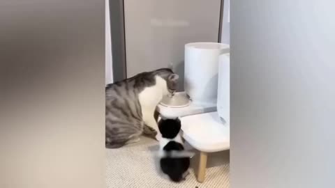 Funny cat videos